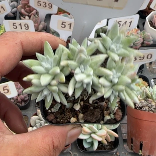 397白菊一物一拍多肉