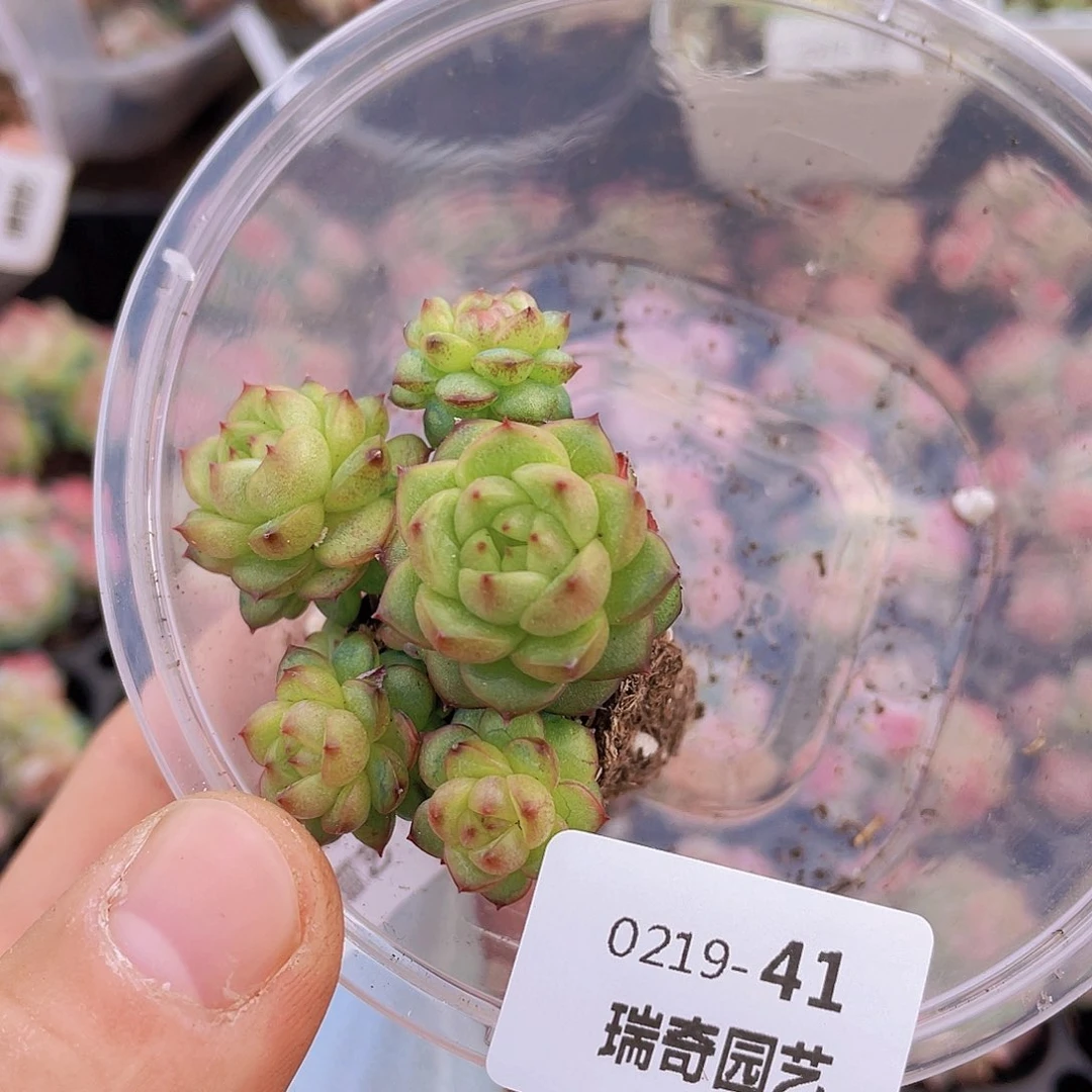 000000000000041量拍