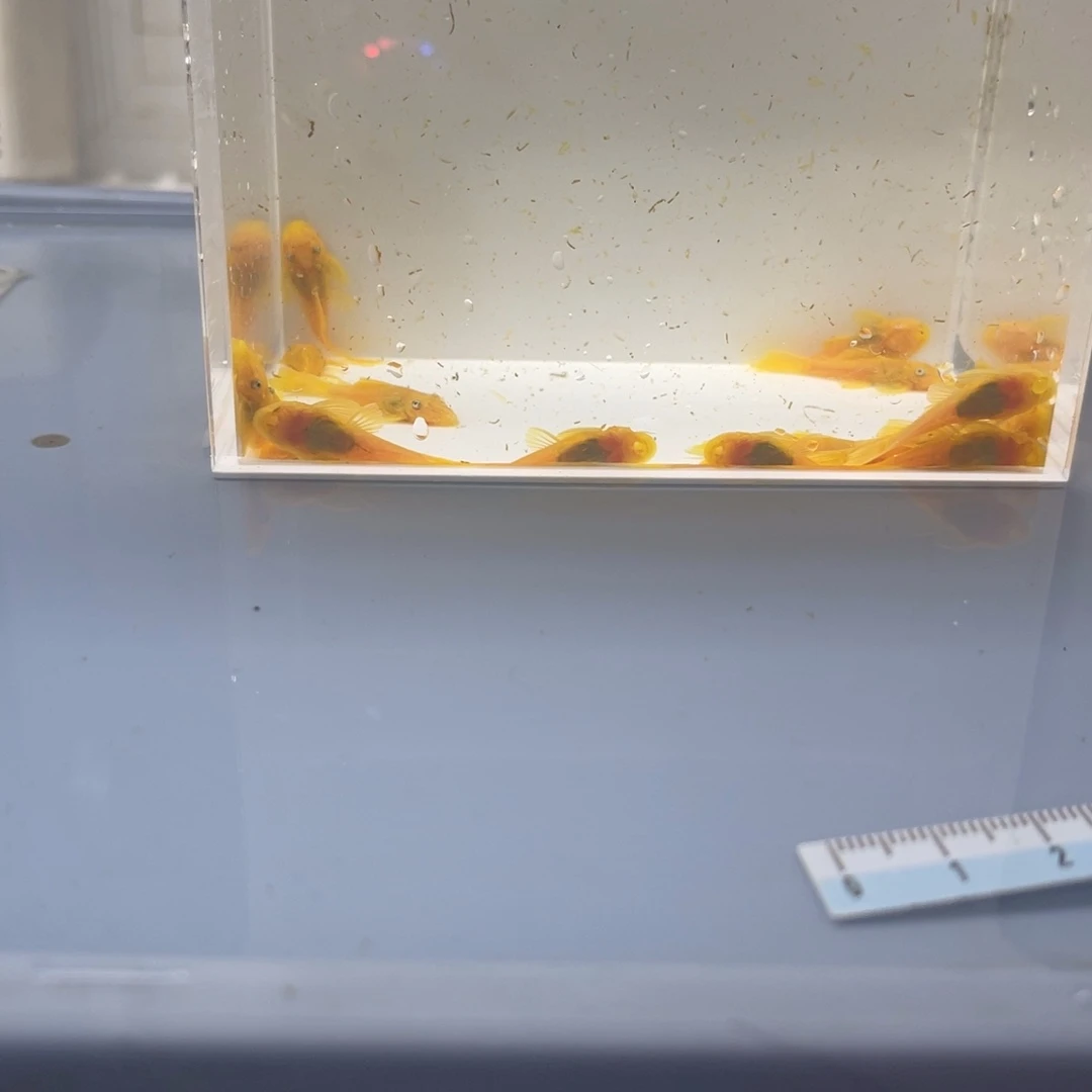 清道夫鱼小胡子20条开箱视频报损