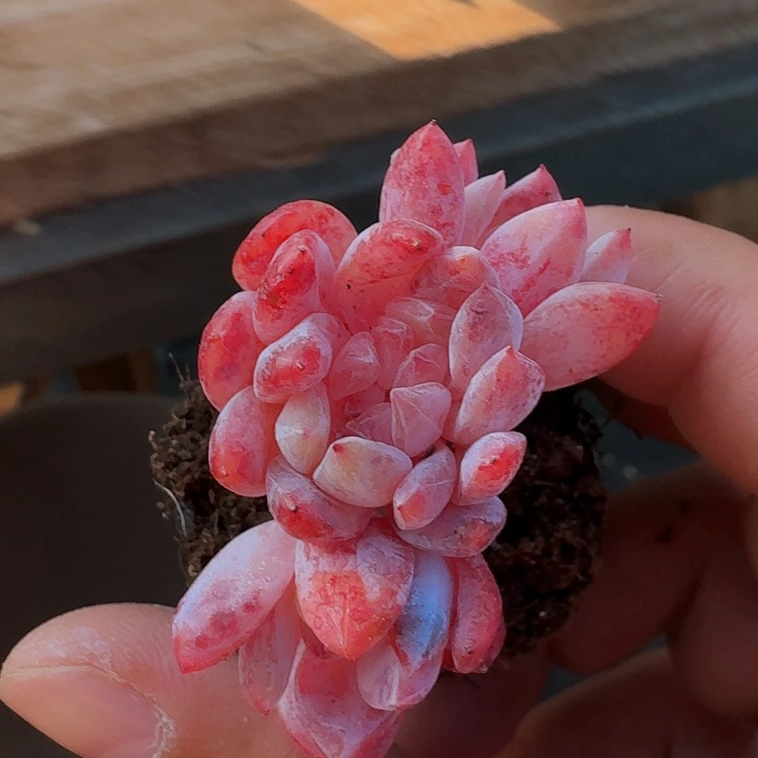 橙梦露缀化小树，有板子