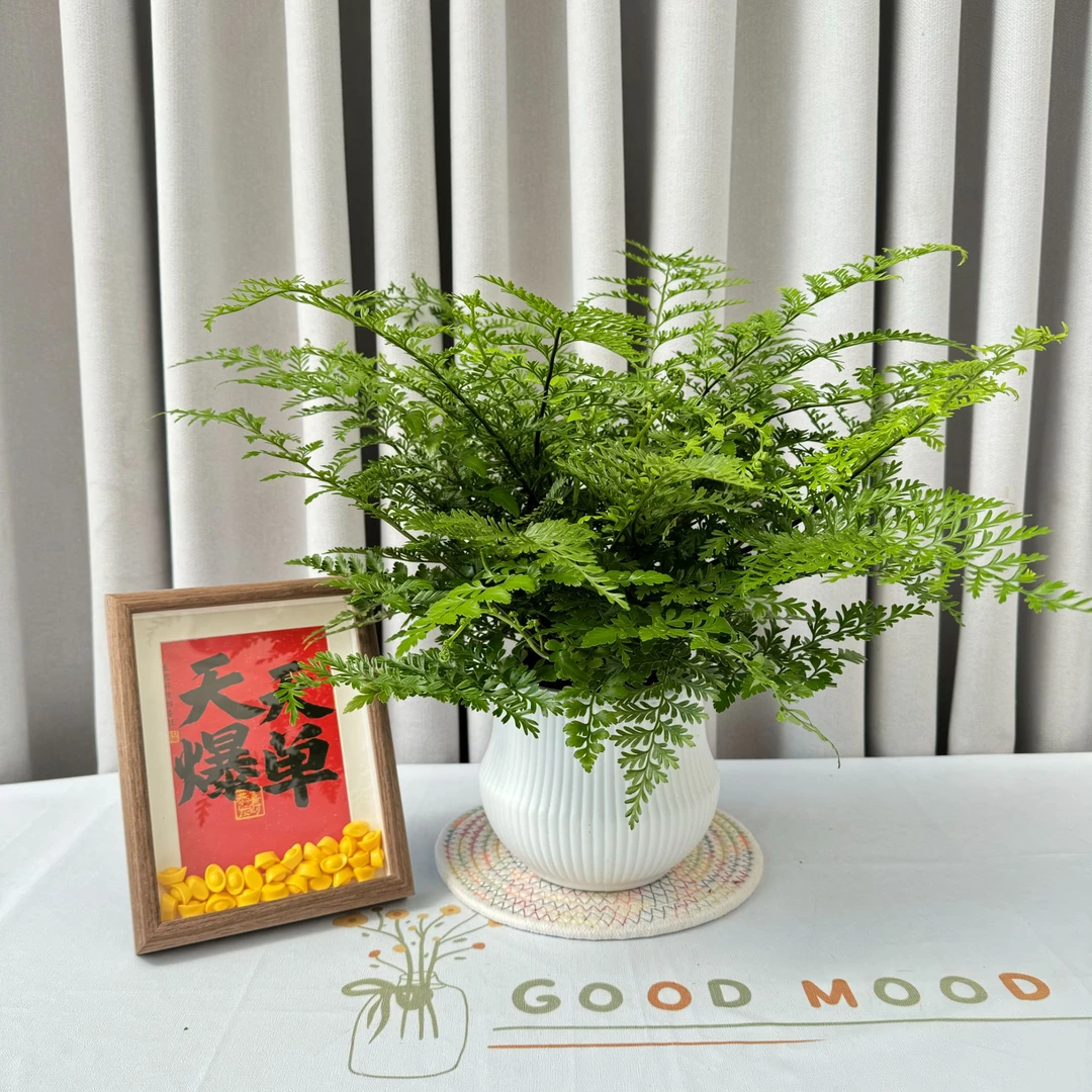 闽艺花匠大号带土水培吉姆蕨懒人吸水盆栽室内好养耐阴观叶植物