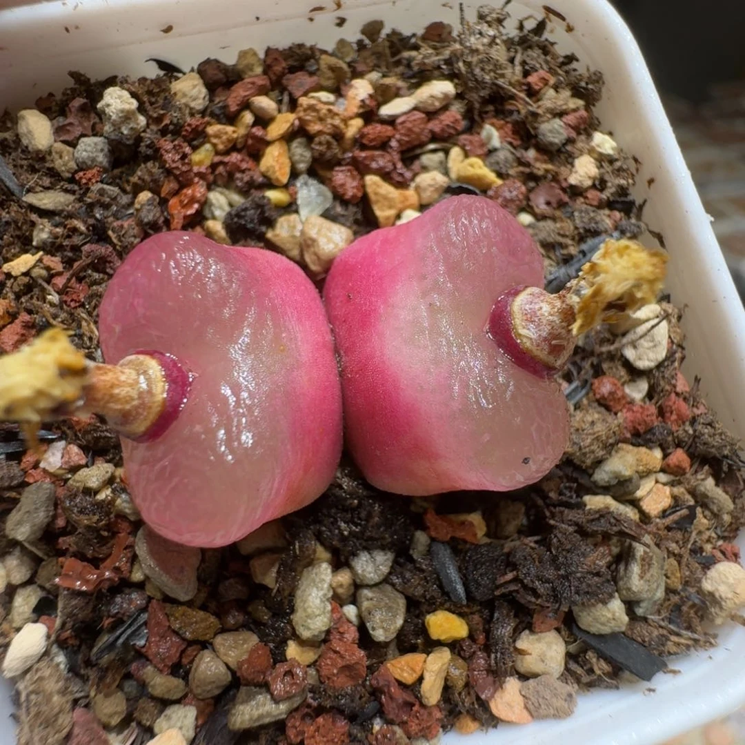 ?**单0203-73肉锥肉锥肉锥