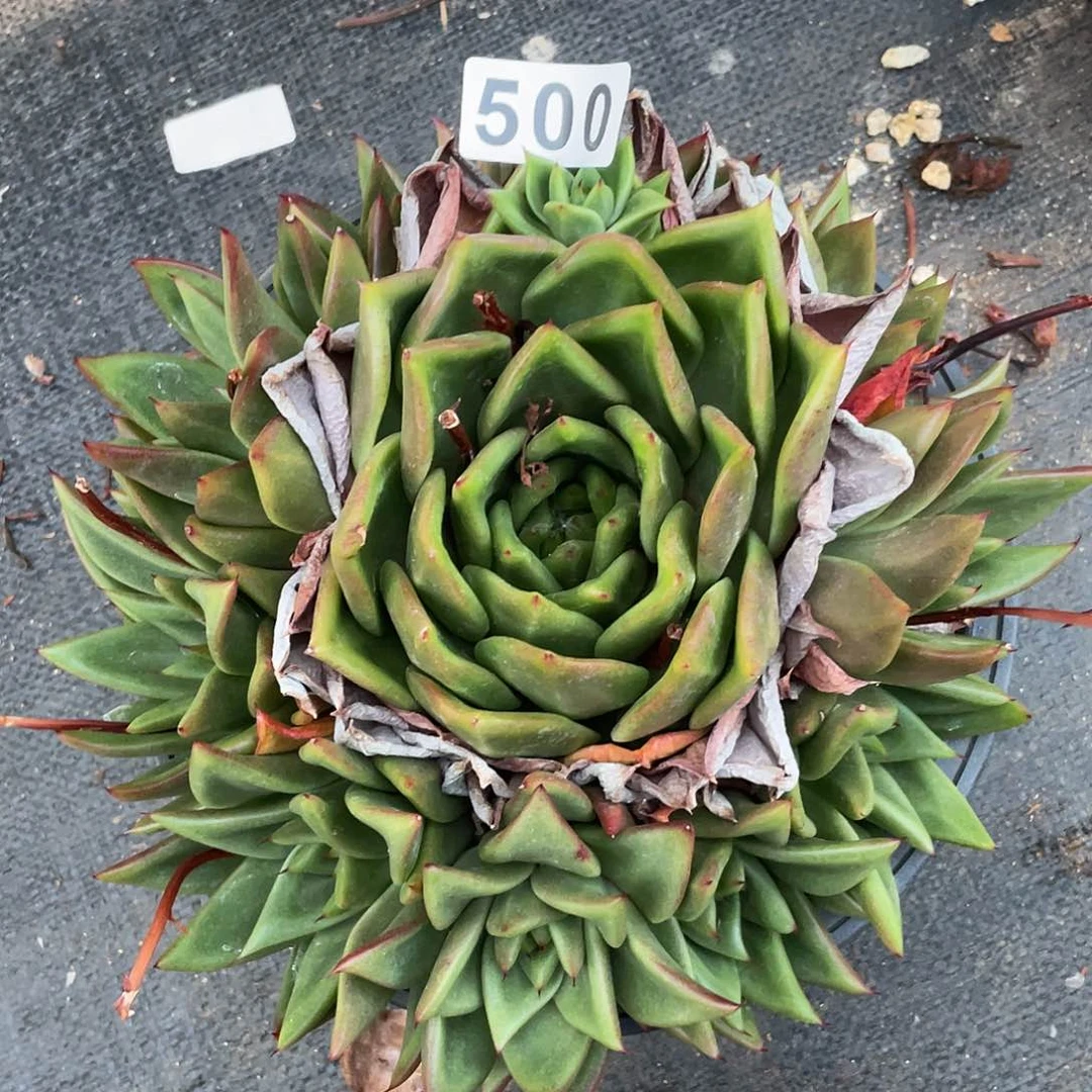 若如东云组拍500