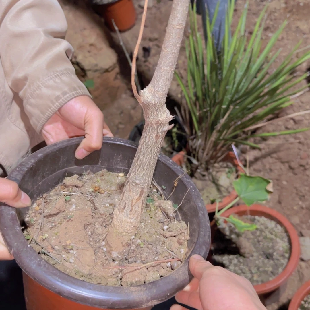 淡***墨块根植物块根植物