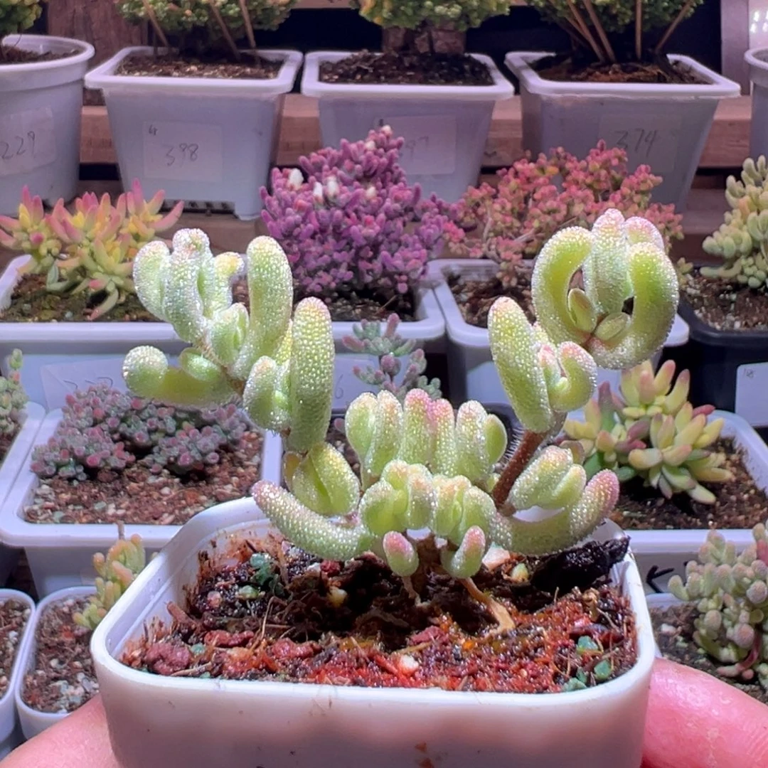 453超白一物一拍包开箱