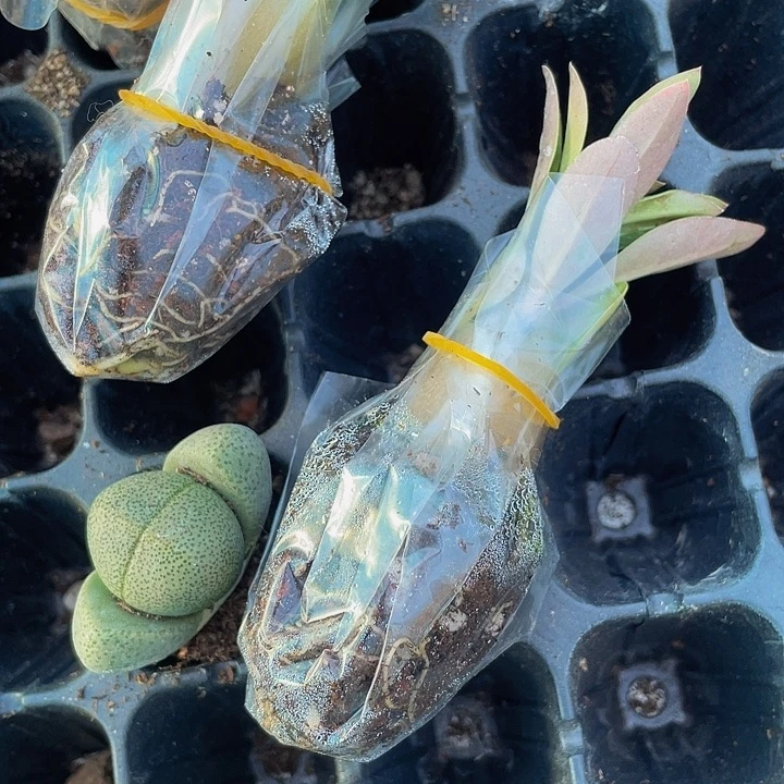 沙漠玫瑰2.8带土发