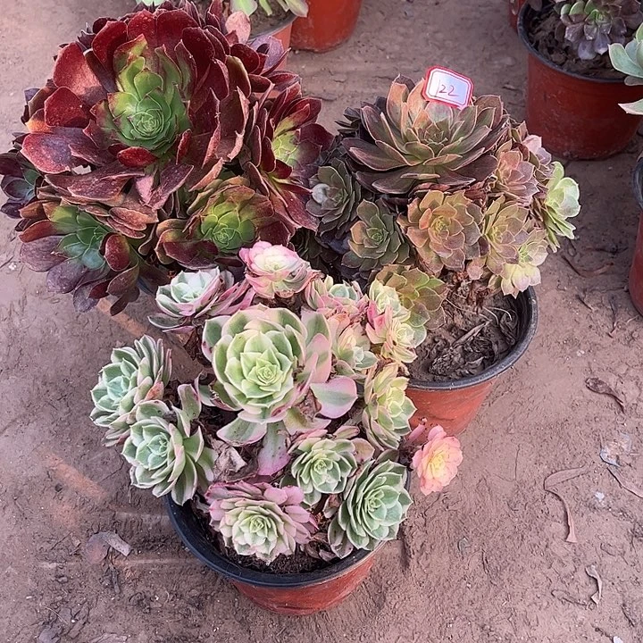 122多肉植物组合，