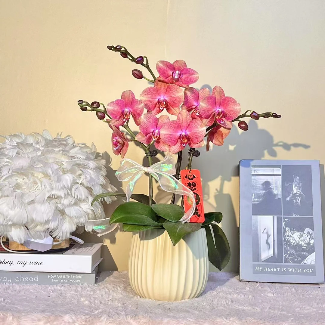 花掌柜  三文鱼 年宵花蝴蝶兰红色花型 室内精品观赏 真花