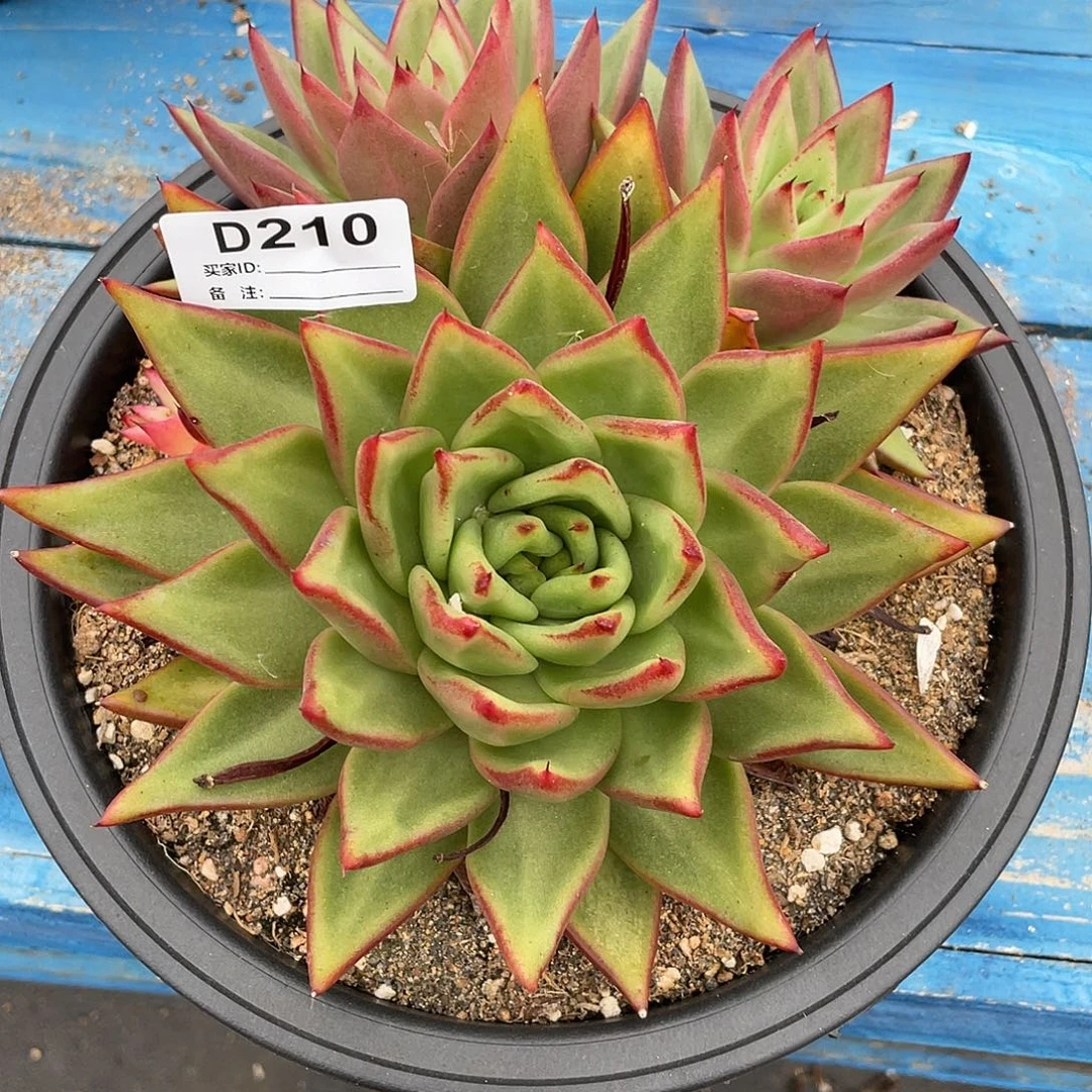 若如东云单拍D210