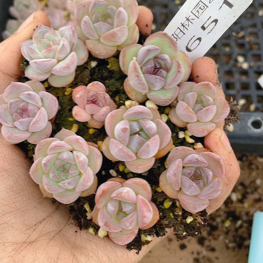 多肉植物多肉植物651