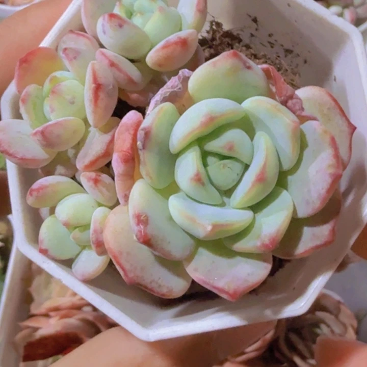 香草八角盆一颗福利