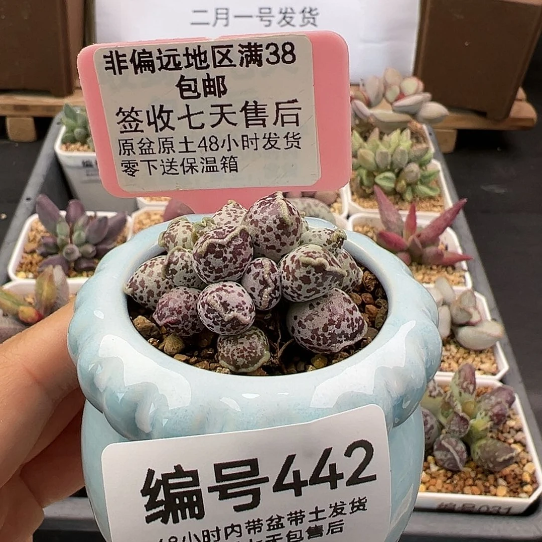 442达摩海豹多肉