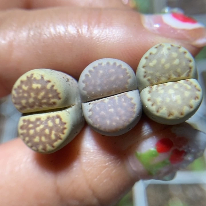 漂亮彩饼干特价秒