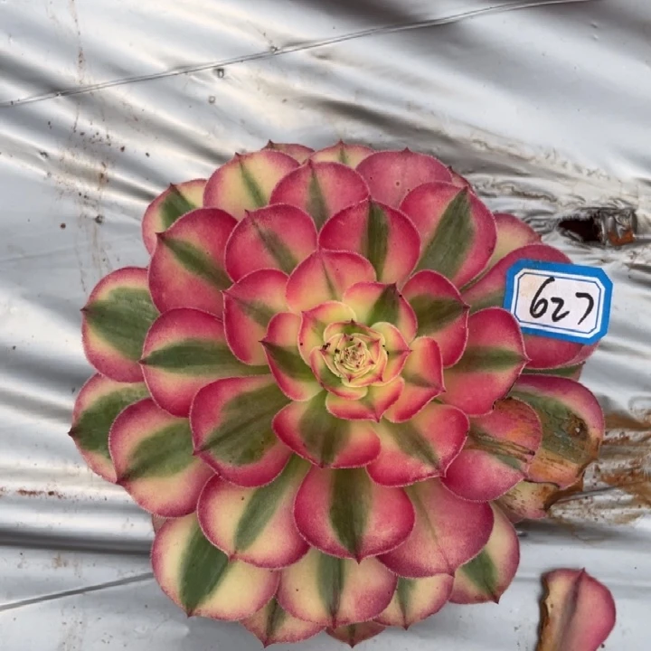 627，倾城单头法师锦