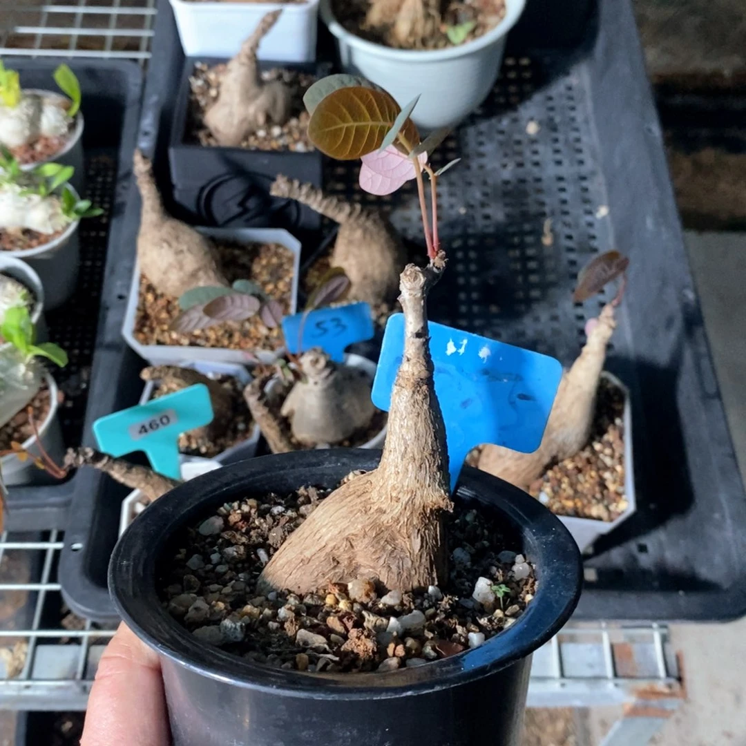 奇异油柑产地多肉植物