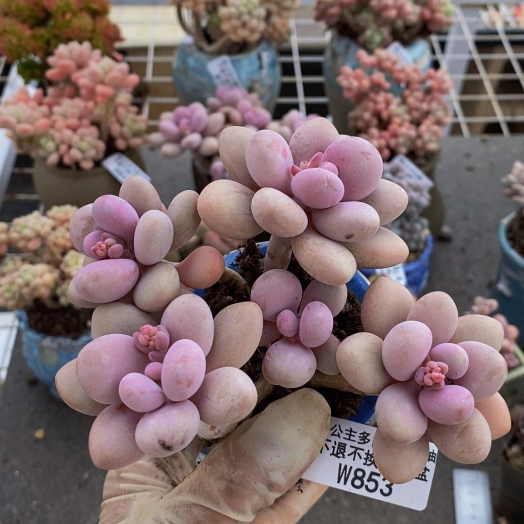 桃蛋853-10cm多肉