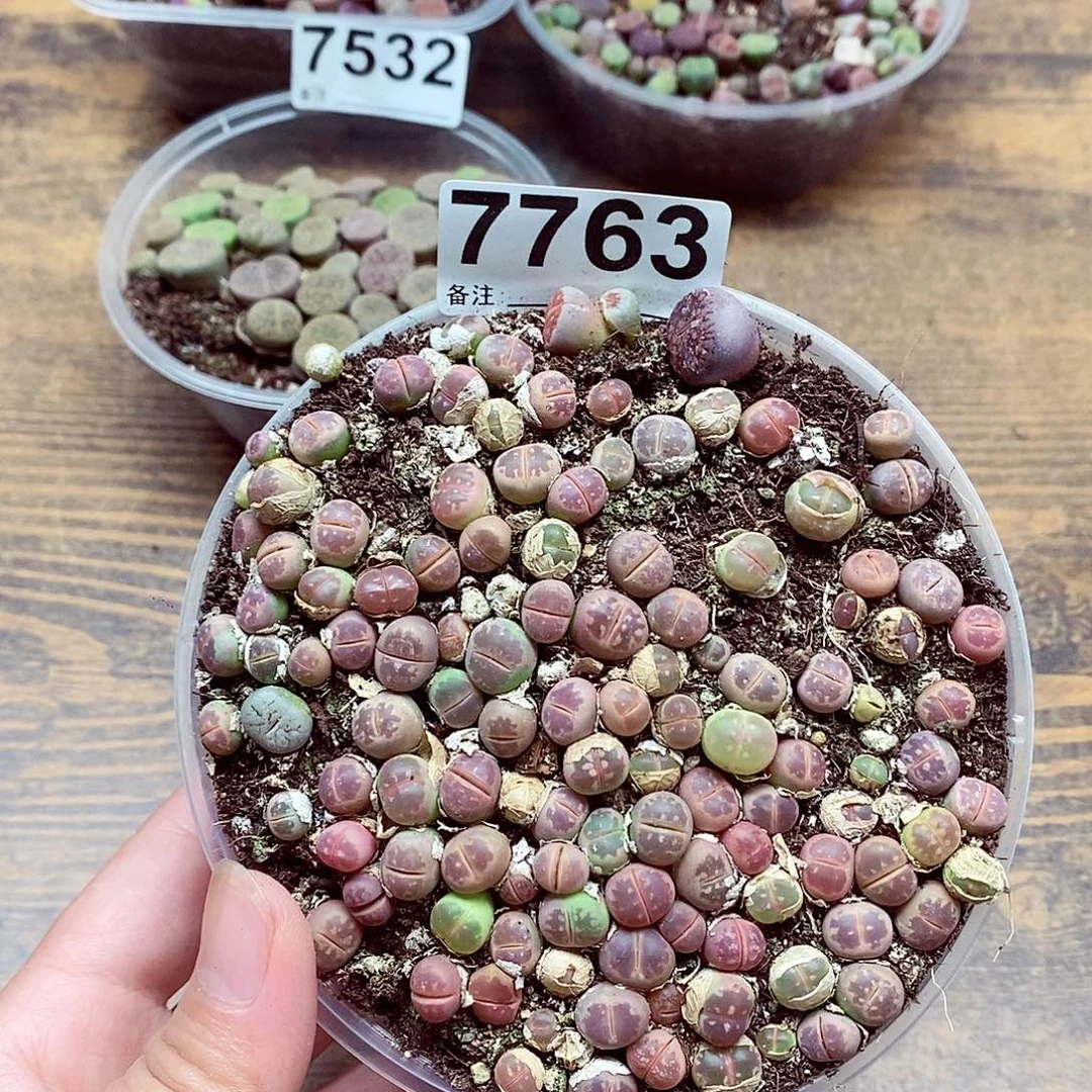 7763粉好橄榄啦你