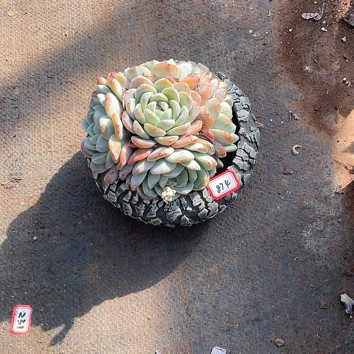 874冰玉 一物一拍多肉