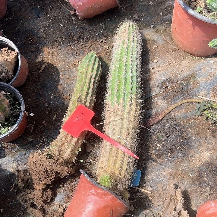 兰****31号毛花柱两个20的瑕疵球