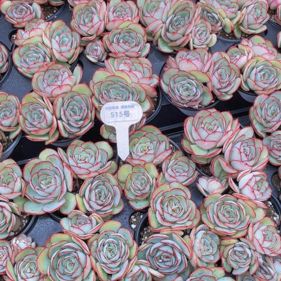 515号牡丹亭大群生带腿一个