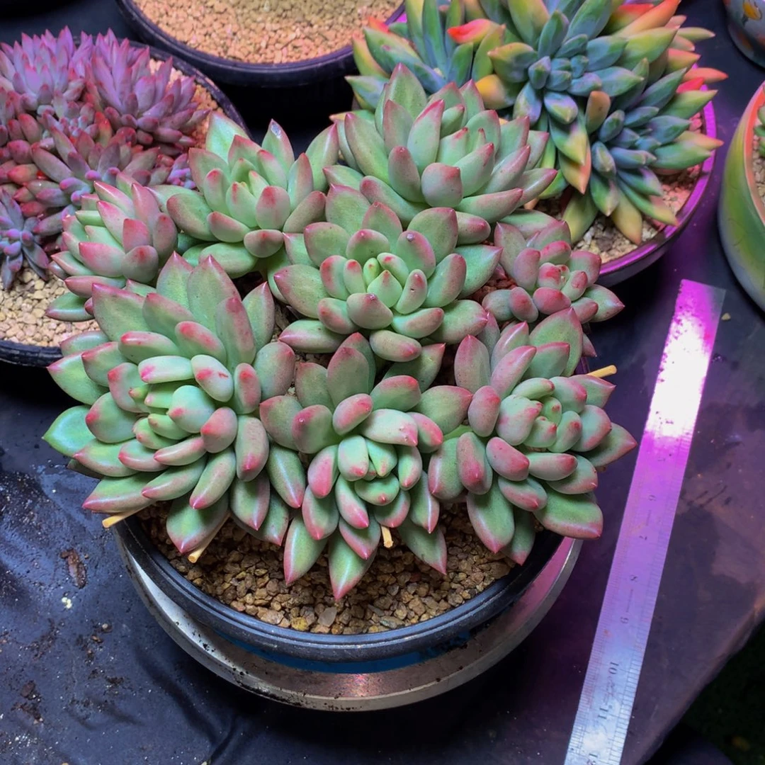 一***条哈哈哈哈哈哈哈哈哈哈