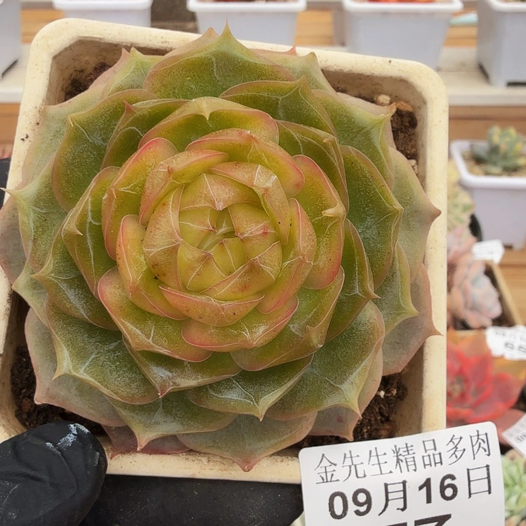0916-77琉璃盏单头