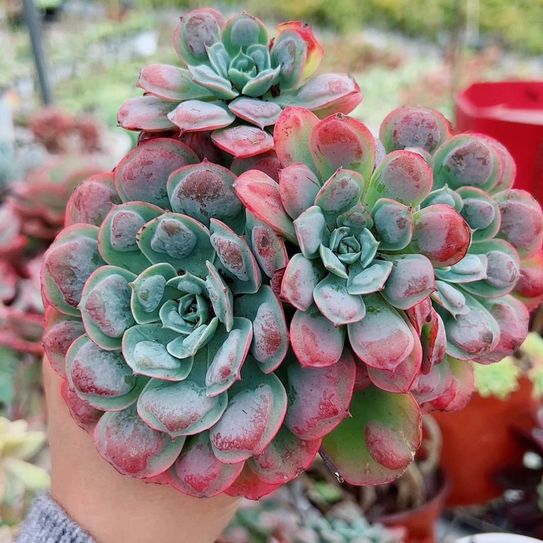 雨滴多头造型精品特价二盆120