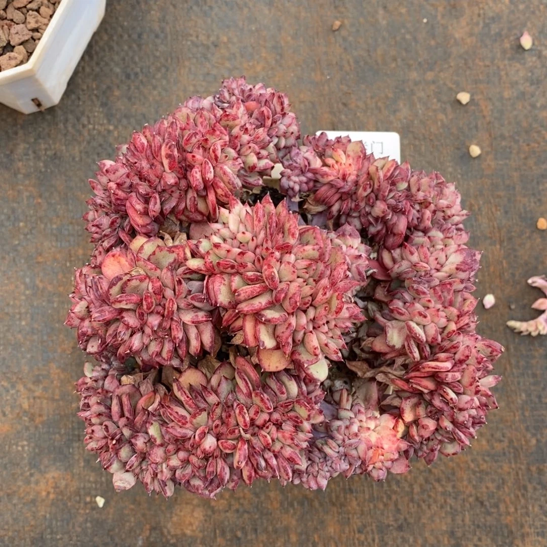 美**姐杂交精品多肉1410