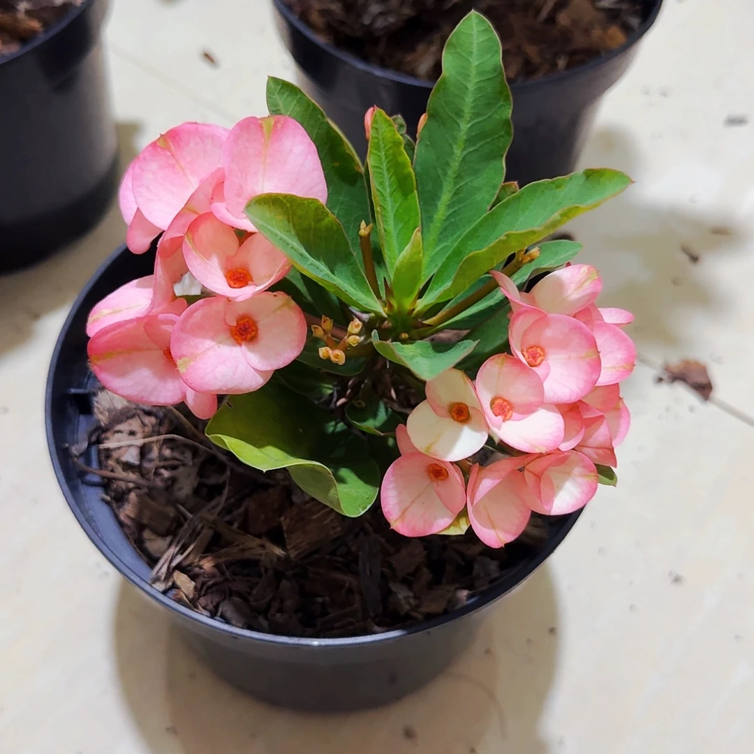 完全开放树莓直播间一物一拍