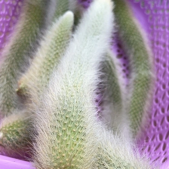 20厘米长2根白毛长毛猴尾 满18包邮