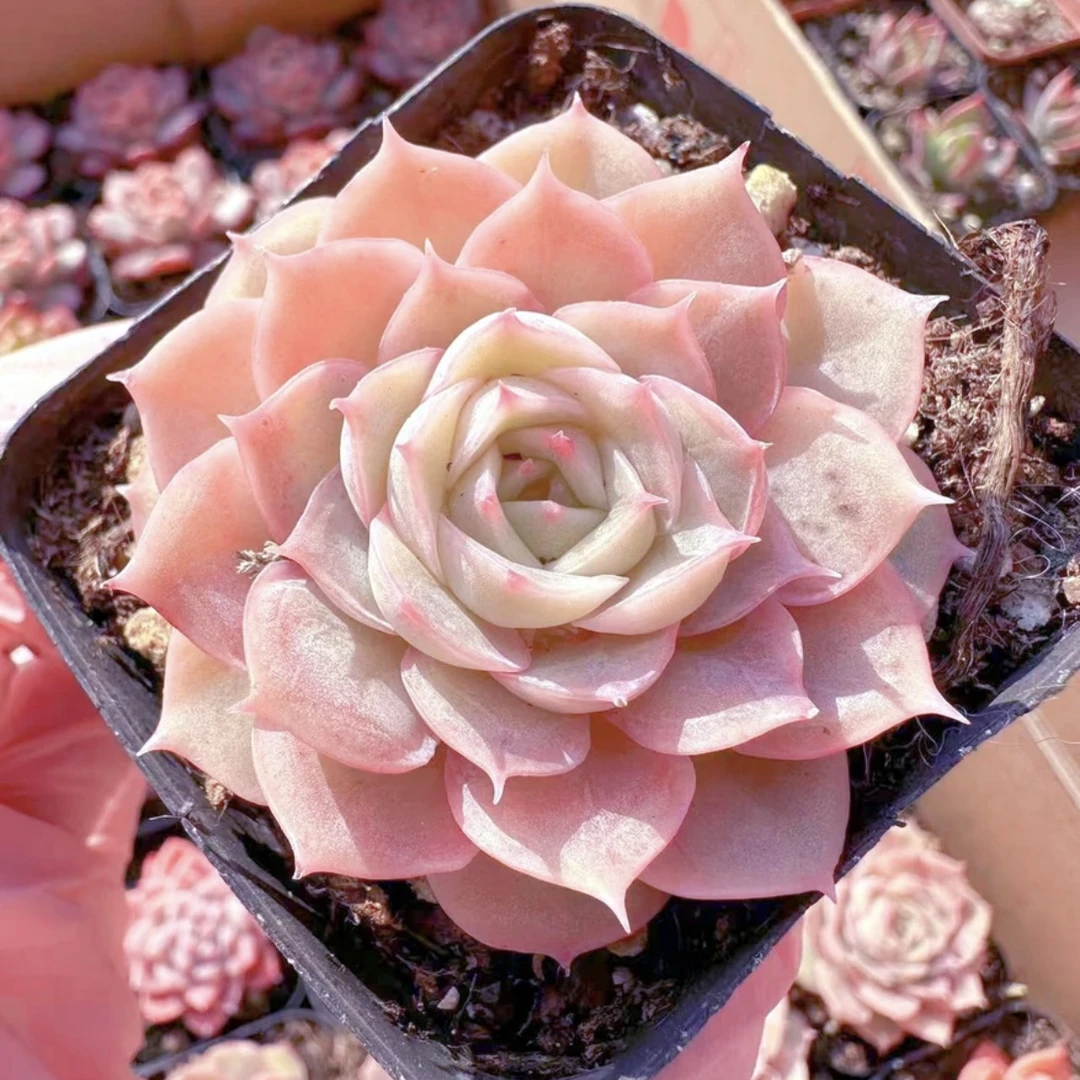 （店铺需要凑单）罗昂多肉5公分左右