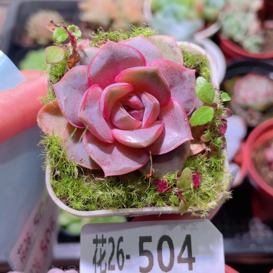 花利美26-504新品