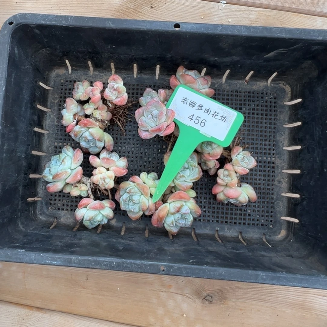 会***年456号冰玉老桩无砍多头