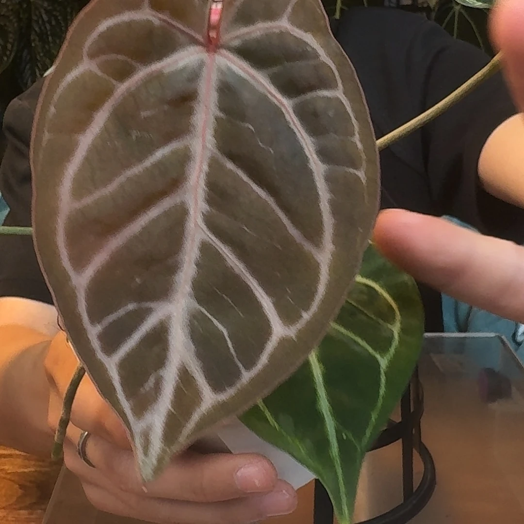 完全开放P136红水晶杂极品撕裂纹