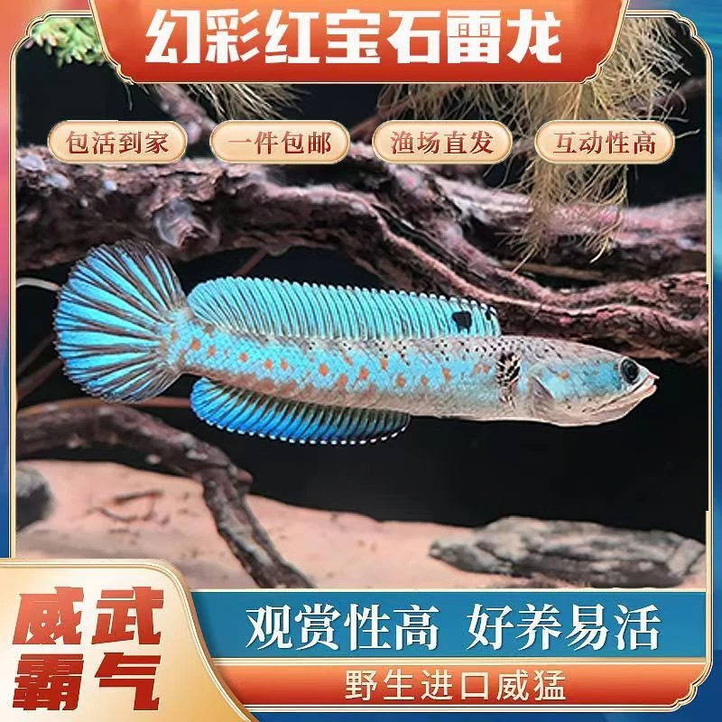 雷龙鱼冷水观赏鱼淡水混养易活饲养活物