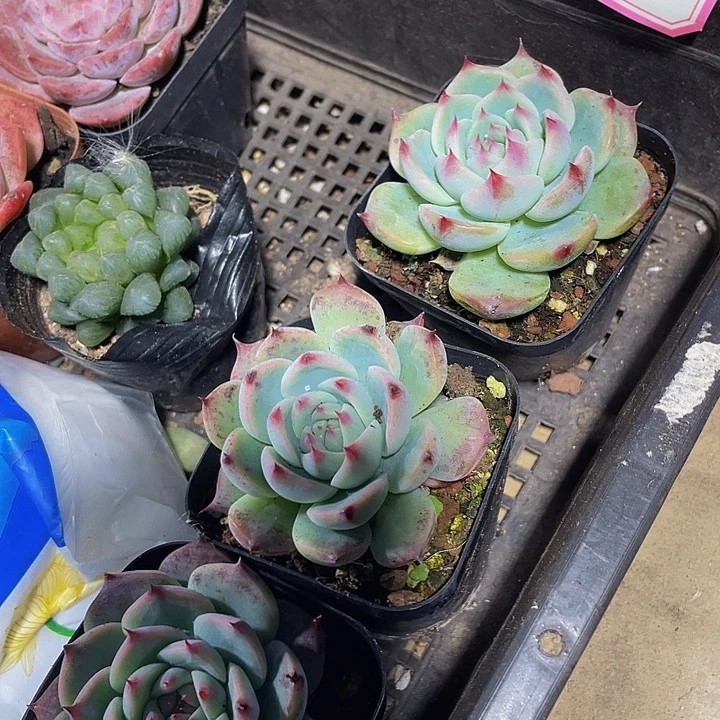 吉娃娃到盆土发货