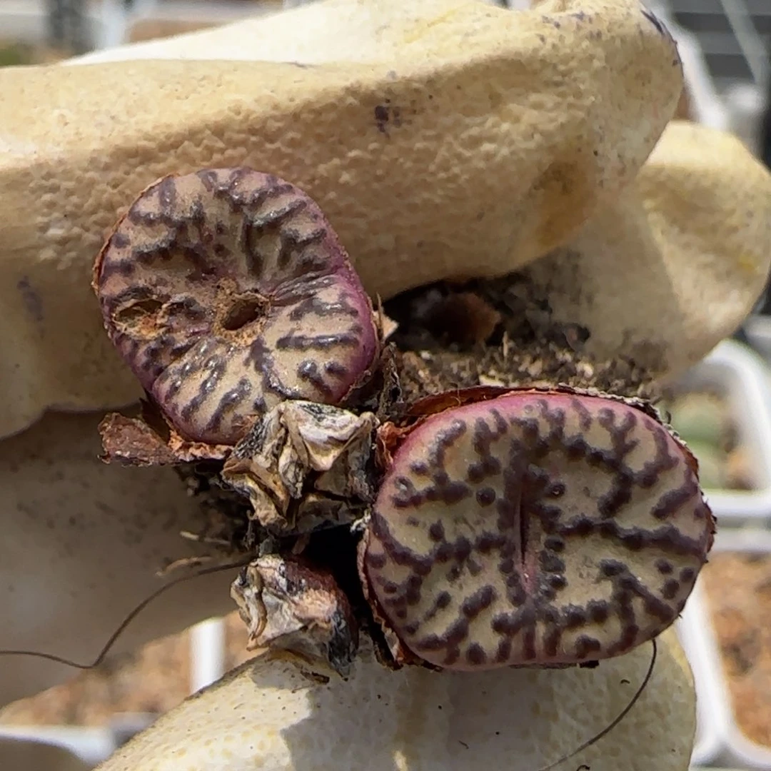 6-12-103当天满38包邮特选泡泡安贞母本