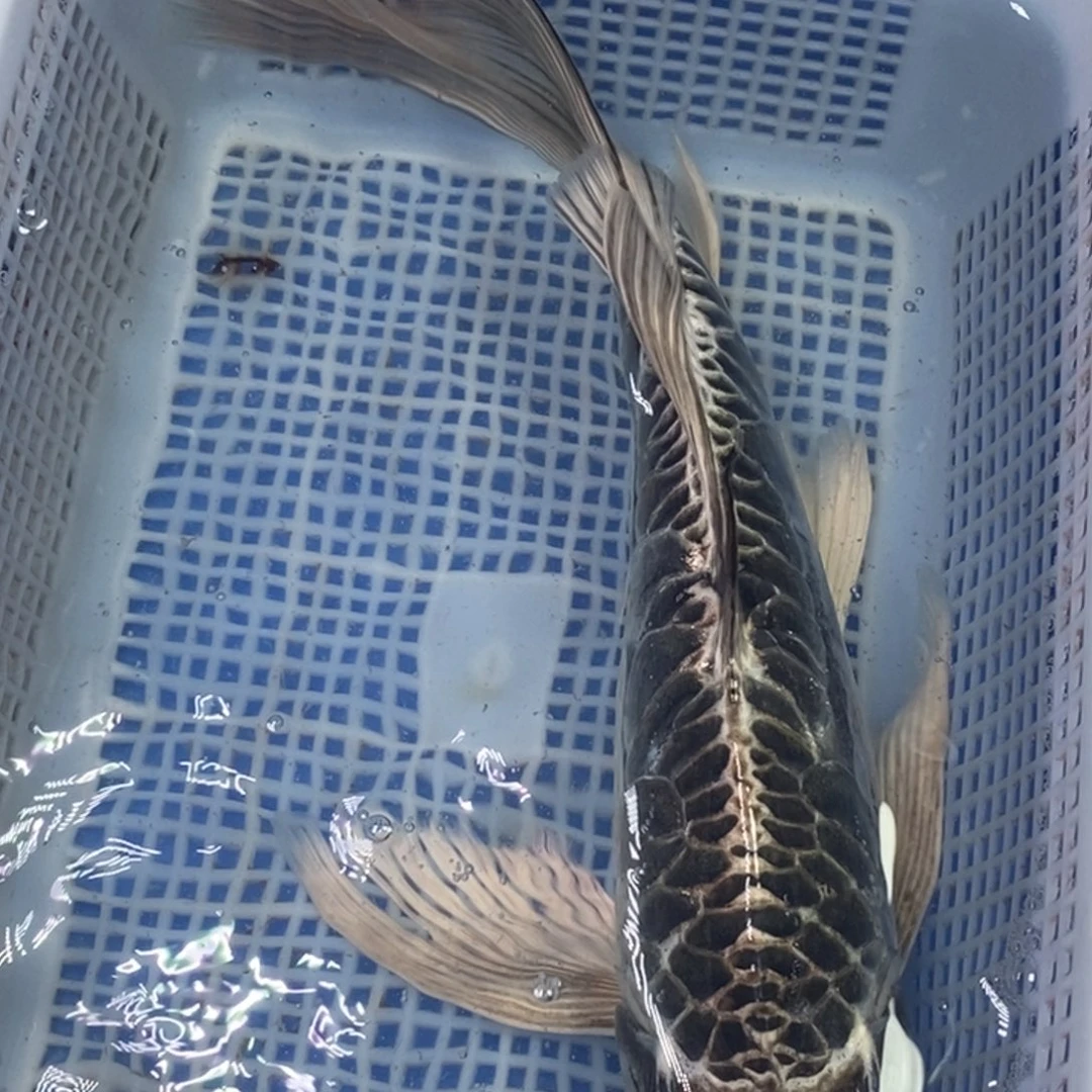 锦鲤冷水锦鲤包邮