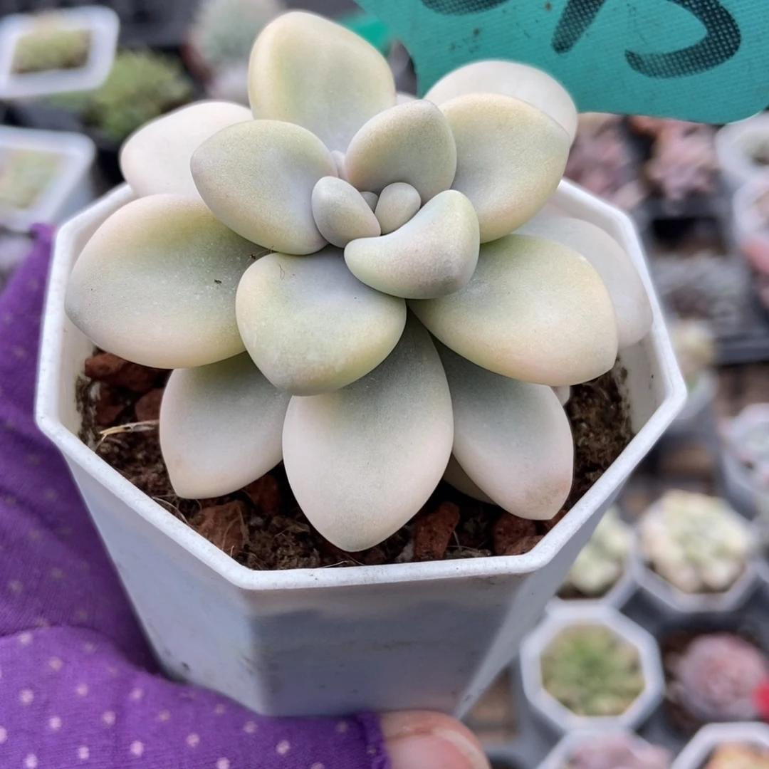 1515艾伦锦多肉植物多肉