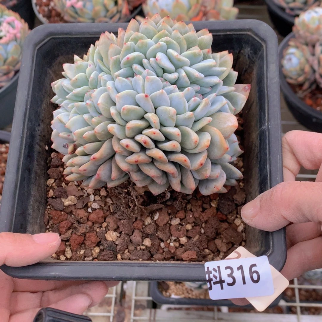 冷***颜316缀上不上微博看