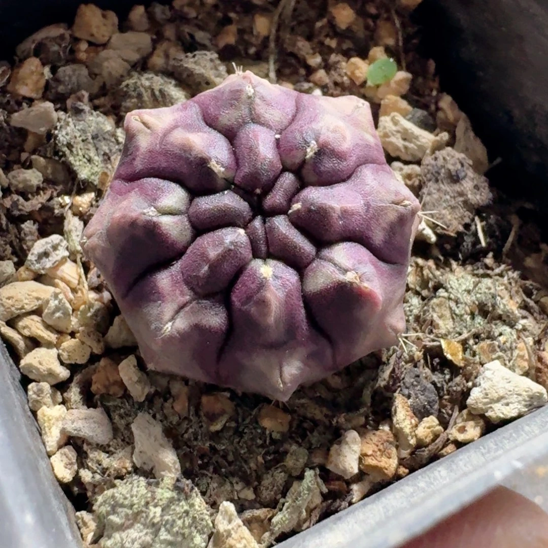 858梦想脱土发货自根