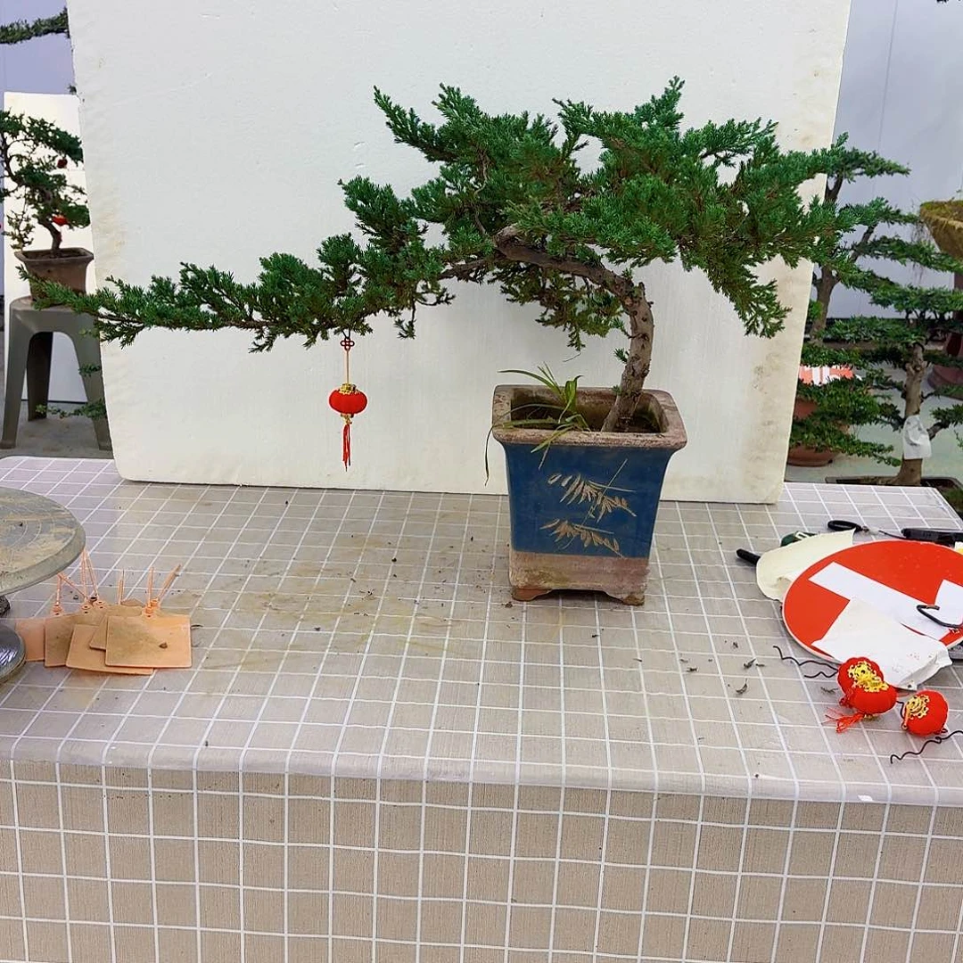 2号珍珠柏一物一拍