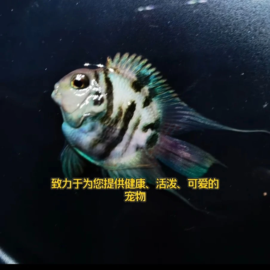 桃心阿凡达鹦鹉精品孔雀鱼（入缸后不包损）