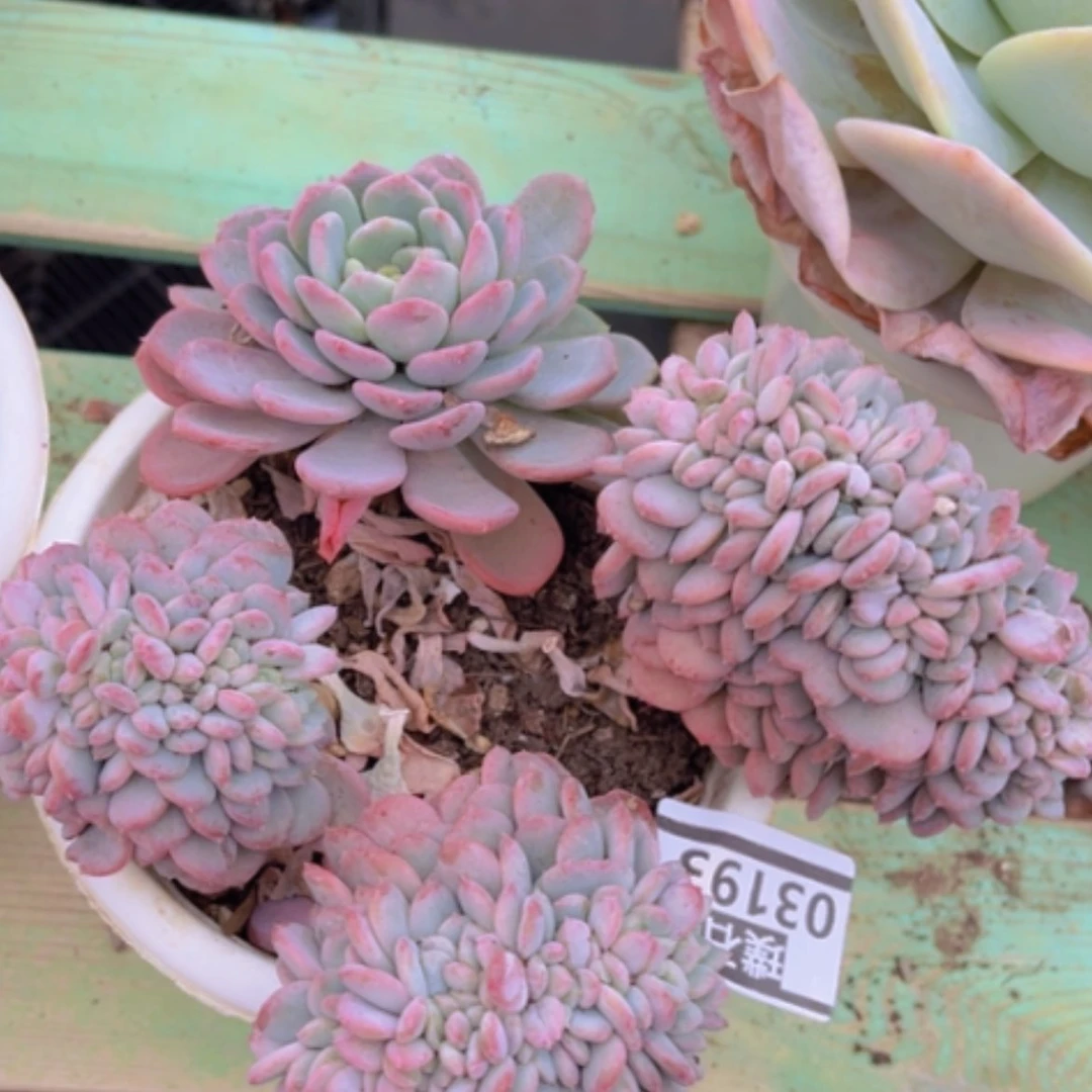 【闪购商品】玛瑙缀03193