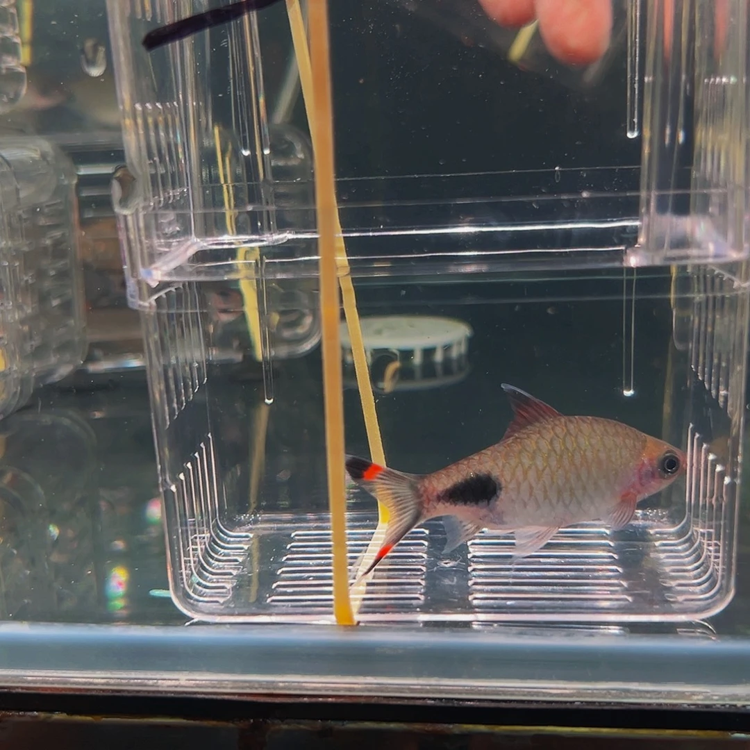 工具鱼黑影鱼鱼鱼鱼鱼12