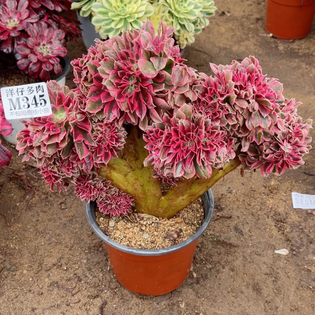 345粉女郎缀 冠幅25左右