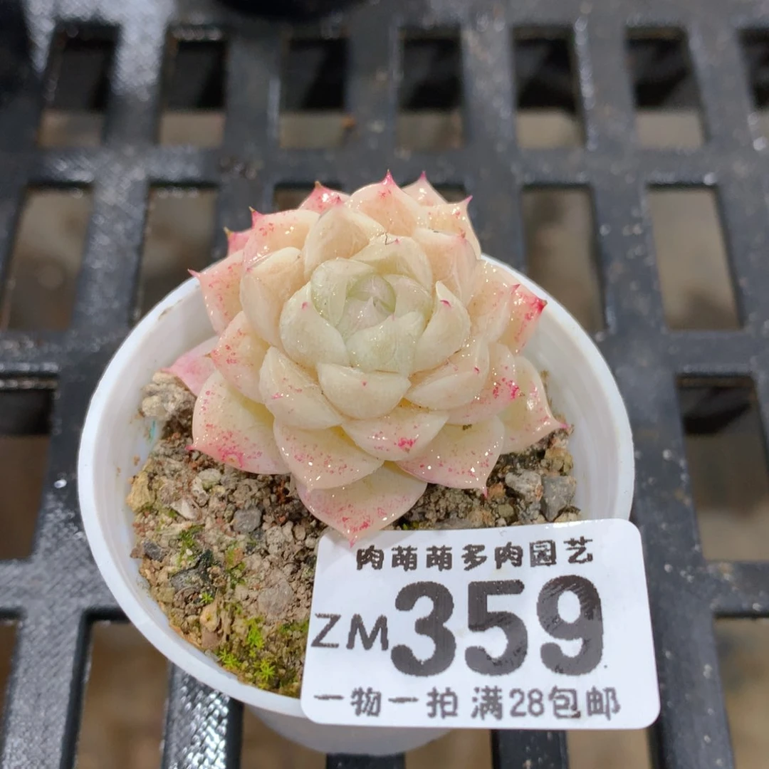 肉萌萌拇指盆精控多肉ZM359