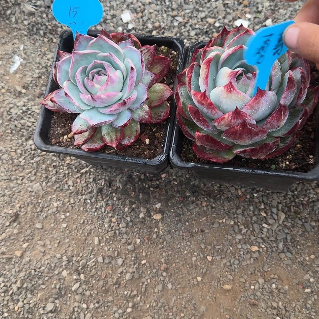 勇***哥粉丝福利惊鸿仙子