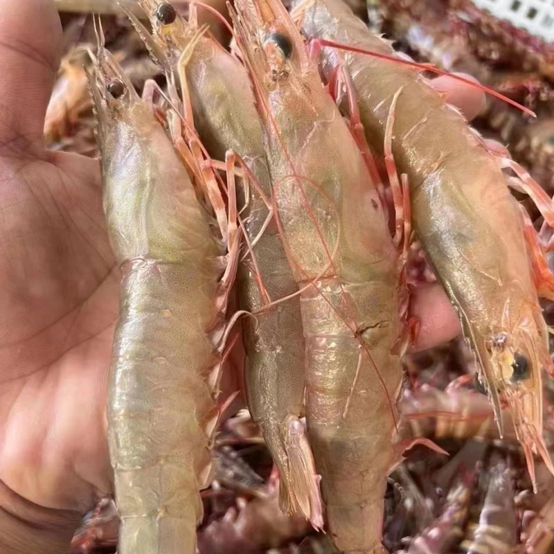 新鲜海卢虾 2斤 广东海陵岛发货 12-15只/斤