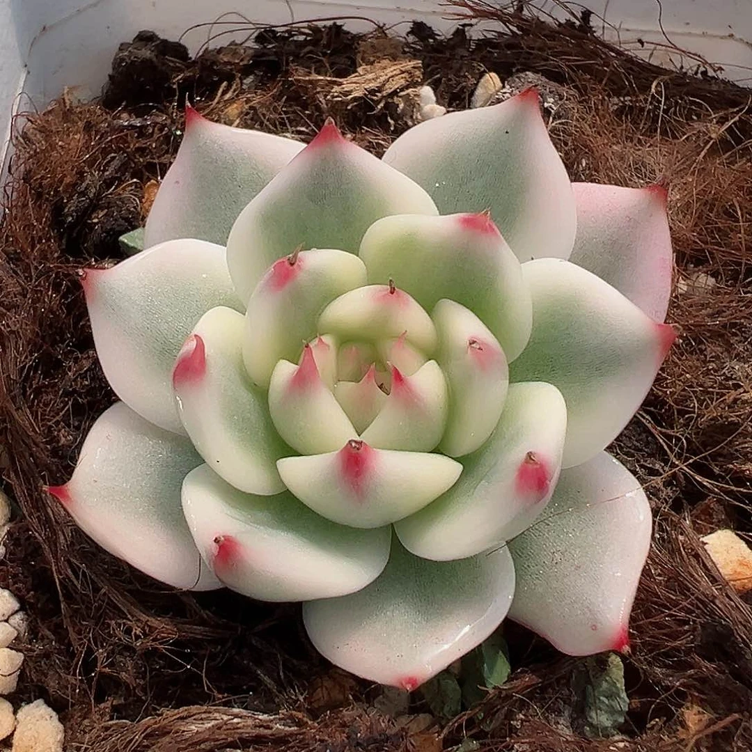 吉娃娃锦，覆轮锦